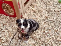 Wyatt, a male Australian Shepherd for sale in Coleman, TX – 3 of 9