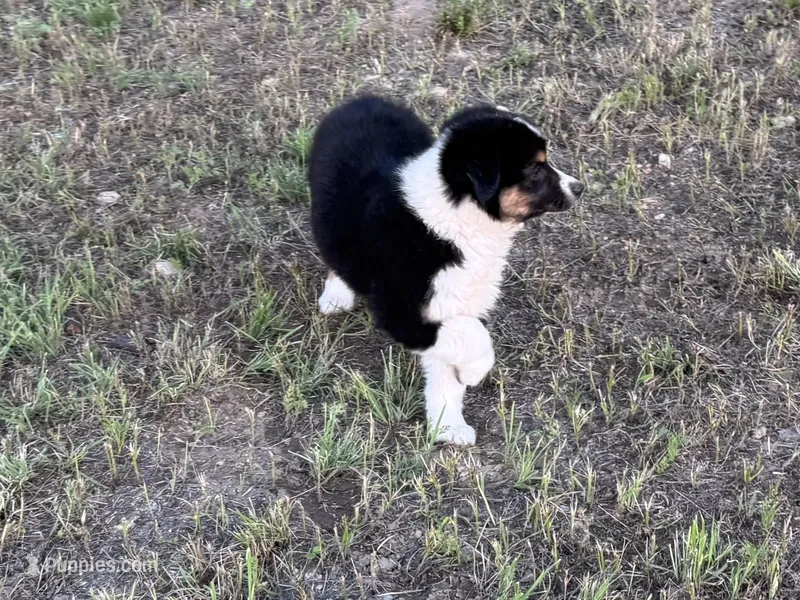 Demi – Australian Shepherd puppy for sale in Coleman, TX