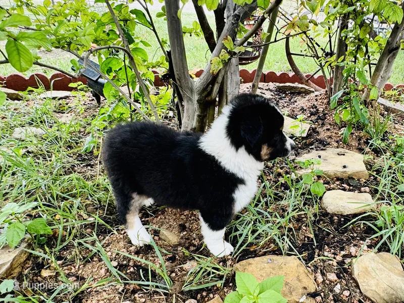 Demi – Australian Shepherd puppy for sale in Coleman, TX