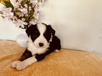 Sky, a female Miniature Australian Shepherd for sale in Coleman, TX – 6 of 10