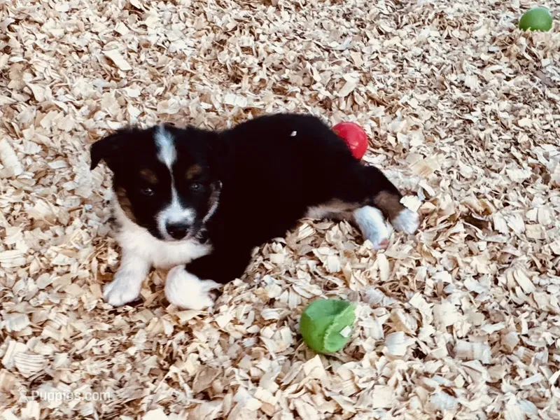 Demi, a female Australian Shepherd for sale in Coleman, TX – 1 of 10