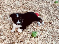 Demi, a female Australian Shepherd for sale in Coleman, TX – 1 of 10
