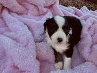 Sky, a female Miniature Australian Shepherd for sale in Coleman, TX – 3 of 10