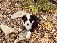 Sky, a female Miniature Australian Shepherd for sale in Coleman, TX – 8 of 10