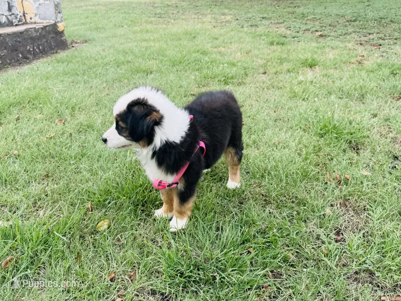 Pinky – Miniature Australian Shepherd puppy for sale in Coleman, TX
