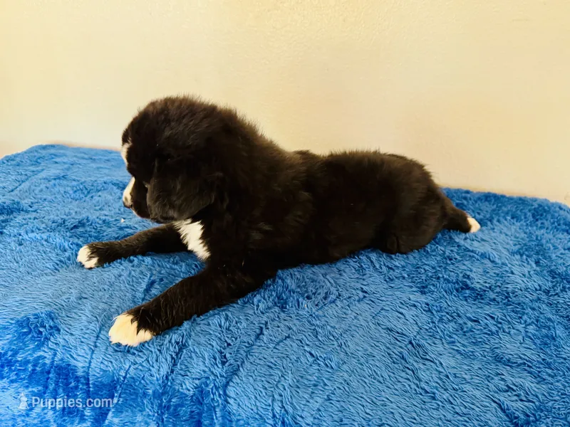 Midnight – Miniature Australian Shepherd puppy for sale in Coleman, TX