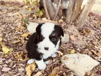 Zuri, a female Miniature Australian Shepherd for sale in Coleman, TX – 6 of 10