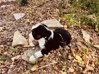 Sky, a female Miniature Australian Shepherd for sale in Coleman, TX – 10 of 10