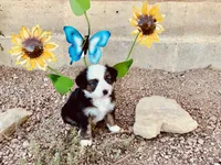 Pinky, a female Miniature Australian Shepherd for sale in Coleman, TX – 9 of 10