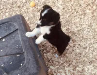 Demi, a female Australian Shepherd for sale in Coleman, TX – 5 of 10