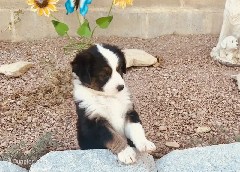 Sky – Miniature Australian Shepherd puppy for sale in Coleman, TX