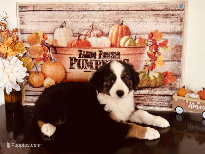 Sky – Miniature Australian Shepherd puppy for sale in Coleman, TX