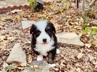 Zuri, a female Miniature Australian Shepherd for sale in Coleman, TX – 5 of 10