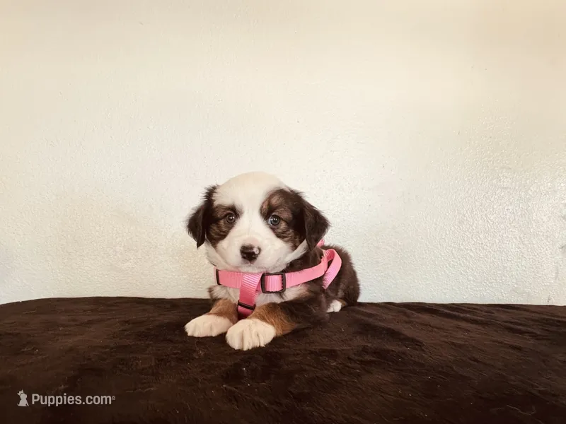 Pinky – Miniature Australian Shepherd puppy for sale in Coleman, TX