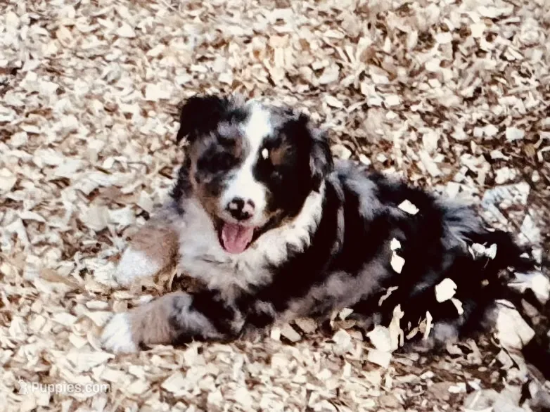 Wyatt – Australian Shepherd puppy for sale in Coleman, TX