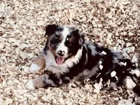 Wyatt, a male Australian Shepherd for sale in Coleman, TX – 1 of 9