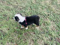 Pinky, a female Miniature Australian Shepherd for sale in Coleman, TX – 8 of 10