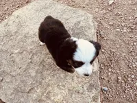 Pinky, a female Miniature Australian Shepherd for sale in Coleman, TX – 10 of 10