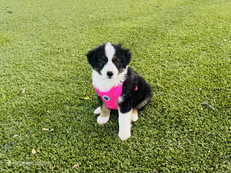 Sky – Miniature Australian Shepherd puppy for sale in Coleman, TX