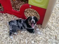 Wyatt, a male Australian Shepherd for sale in Coleman, TX – 4 of 9