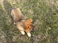 Hero, a male Australian Shepherd and German Shepherd Dog for sale in Coleman, TX – Photo 7 of 10