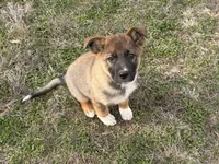 Hero, a male Australian Shepherd and German Shepherd Dog for sale in Coleman, TX – Photo 5 of 10