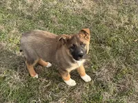 Hero, a male Australian Shepherd and German Shepherd Dog for sale in Coleman, TX – Photo 4 of 10