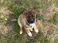 Hero, a male Australian Shepherd and German Shepherd Dog for sale in Coleman, TX – Photo 3 of 10