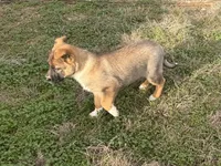Hero, a male Australian Shepherd and German Shepherd Dog for sale in Coleman, TX – Photo 2 of 10