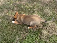 Hero, a male Australian Shepherd and German Shepherd Dog for sale in Coleman, TX – Photo 8 of 10