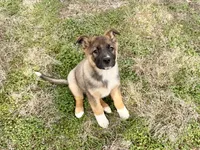 Hero, a male Australian Shepherd and German Shepherd Dog for sale in Coleman, TX – Photo 1 of 10