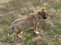 Hero, a male Australian Shepherd and German Shepherd Dog for sale in Coleman, TX – Photo 10 of 10
