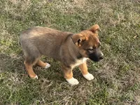 Hero, a male Australian Shepherd and German Shepherd Dog for sale in Coleman, TX – Photo 9 of 10