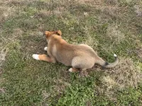 Hero, a male Australian Shepherd and German Shepherd Dog for sale in Coleman, TX – Photo 6 of 10