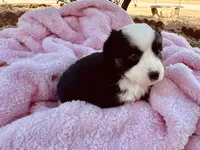 Zuri, a female Miniature Australian Shepherd for sale in Coleman, TX – 3 of 10