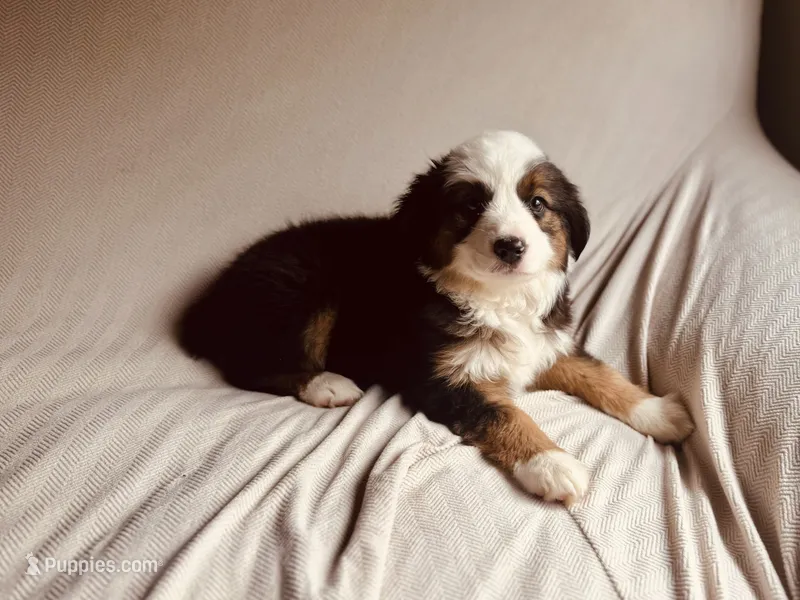Pinky – Miniature Australian Shepherd puppy for sale in Coleman, TX