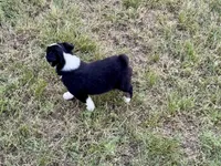 Demi, a female Australian Shepherd for sale in Coleman, TX – 8 of 10