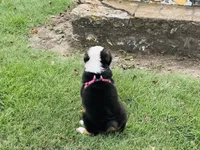 Pinky, a female Miniature Australian Shepherd for sale in Coleman, TX – 9 of 10
