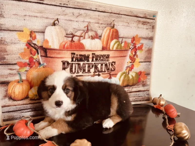 Pinky – Miniature Australian Shepherd puppy for sale in Coleman, TX