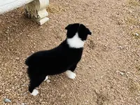 Demi, a female Australian Shepherd for sale in Coleman, TX – 10 of 10