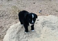 Midnight, a male Miniature Australian Shepherd for sale in Coleman, TX – 2 of 10
