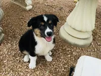 Demi, a female Australian Shepherd for sale in Coleman, TX – 8 of 10