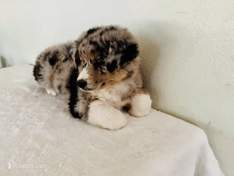 Beau – Australian Shepherd puppy for sale in Coleman, TX
