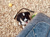 Demi, a female Australian Shepherd for sale in Coleman, TX – 9 of 10