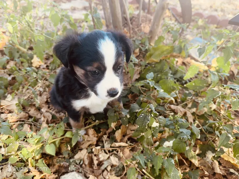 Joy – Miniature Australian Shepherd puppy for sale in Coleman, TX