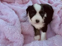Sky, a female Miniature Australian Shepherd for sale in Coleman, TX – 2 of 10