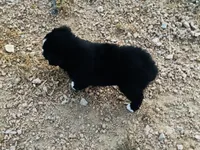 Midnight, a male Miniature Australian Shepherd for sale in Coleman, TX – 5 of 10