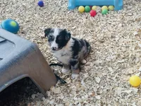 Wyatt, a male Australian Shepherd for sale in Coleman, TX – 2 of 9