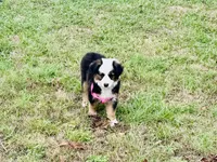 Pinky, a female Miniature Australian Shepherd for sale in Coleman, TX – 5 of 10