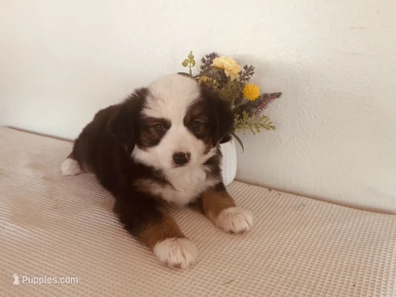 Pinky – Miniature Australian Shepherd puppy for sale in Coleman, TX